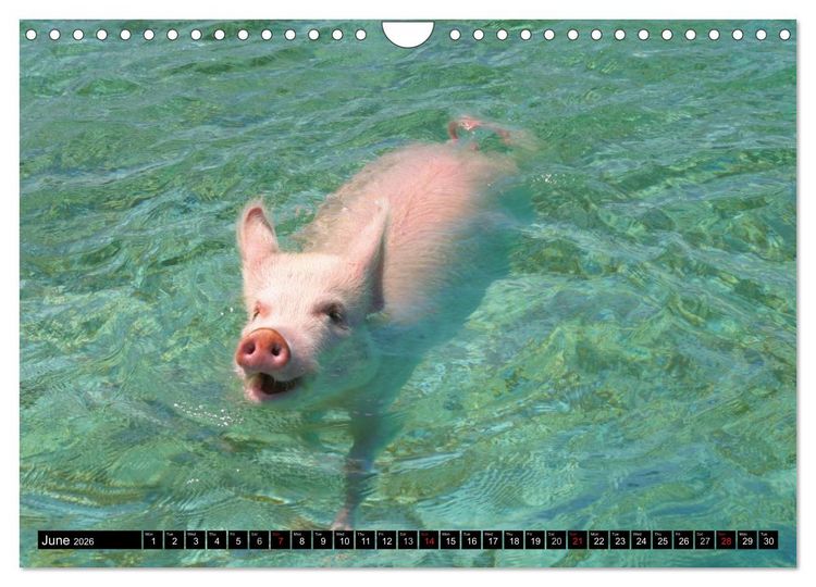 Produktbild: The Swimming Pigs of Bahamas (Wall Calendar 2026 DIN A4 landscape), CALVENDO 12 Month Wall Calendar