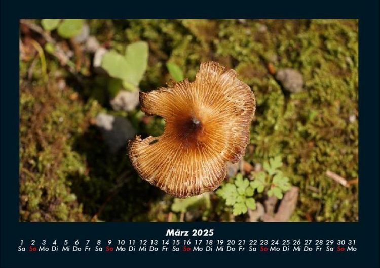 Produktbild: Pilzkalender 2025 Fotokalender DIN A4