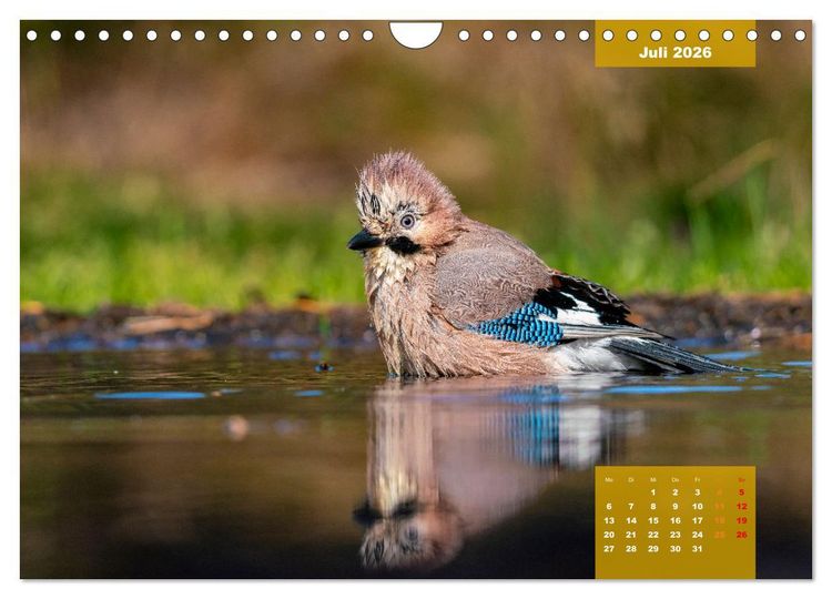 Produktbild: SINGV&Ouml;GEL - Die pr&auml;chtigen S&auml;nger in sch&ouml;nem Ambiente (Wandkalender 2026 DIN A4 quer), CALVENDO Monatskalender