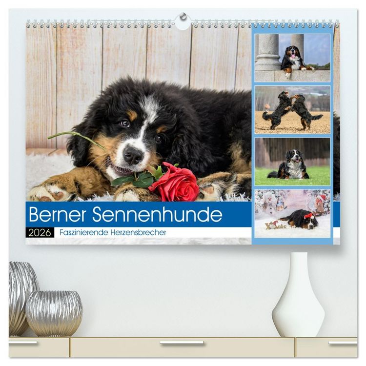 Produktbild: Berner Sennenhunde - Faszinierende Herzensbrecher (hochwertiger Premium Wandkalender 2026 DIN A2 quer), Kunstdruck in Hochglanz