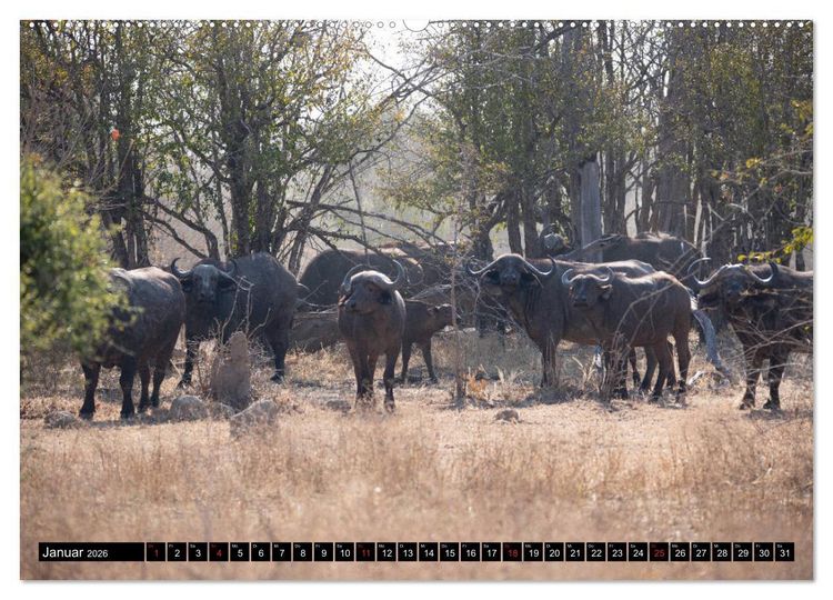 Produktbild: Sambia "Das wirkliche Afrika" (Wandkalender 2026 DIN A2 quer), CALVENDO Monatskalender
