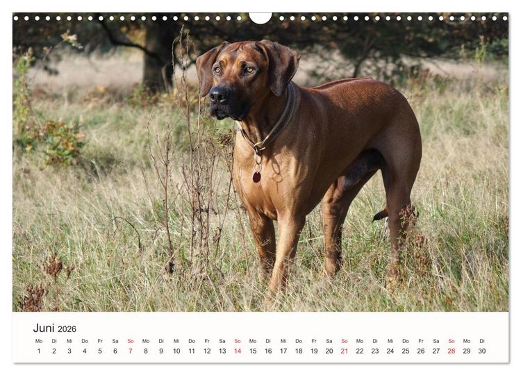 Produktbild: Rhodesian Ridgeback Sch&ouml;nheit aus Afrika (Wandkalender 2026 DIN A3 quer), CALVENDO Monatskalender