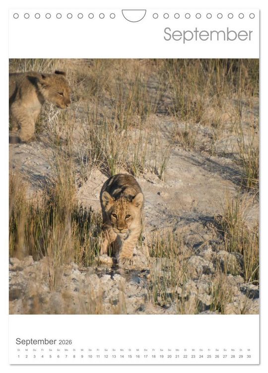 Produktbild: BIG CATS - Namibias Raubkatzen (Wandkalender 2026 DIN A4 hoch), CALVENDO Monatskalender