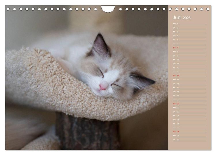 Produktbild: Zauberhafte Ragdolls / Geburtstagskalender (Wandkalender 2026 DIN A4 quer), CALVENDO Monatskalender