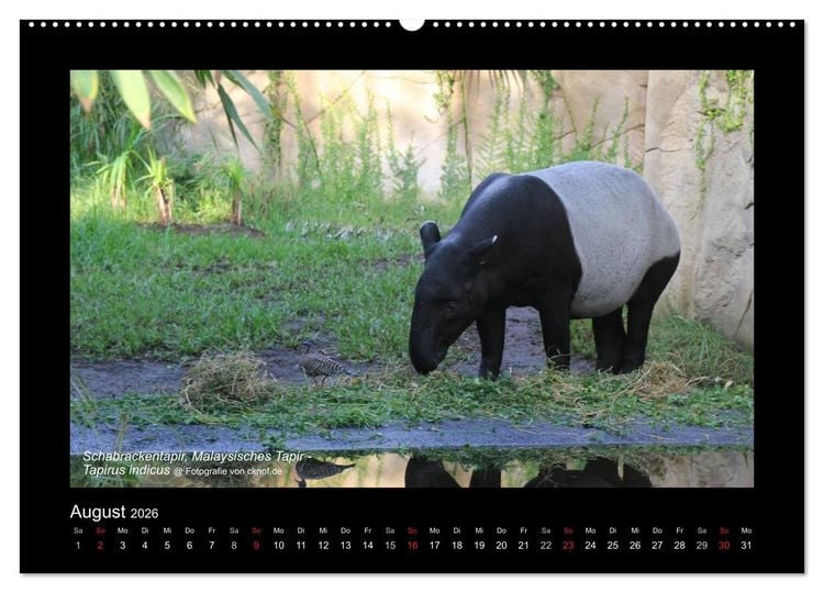 Produktbild: Wildtiere (Wandkalender 2026 DIN A2 quer), CALVENDO Monatskalender