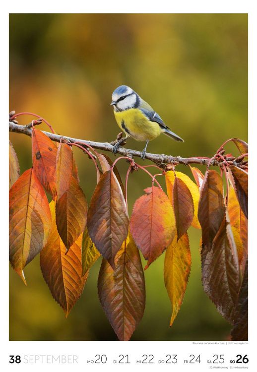 Produktbild: Garten Wochenkalender 2027
