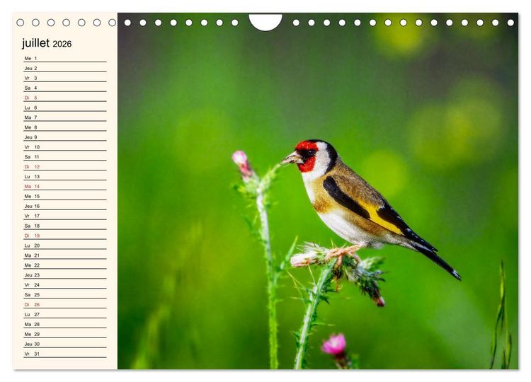 Produktbild: Notre nature sauvage, les passereaux d'Europe (Calendrier mural 2026 DIN A4 vertical), CALVENDO calendrier mensuel