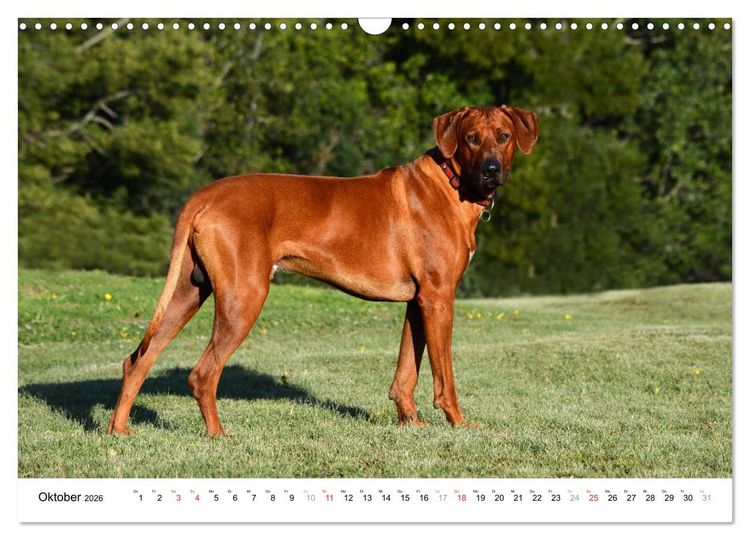 Produktbild: Rhodesian Ridgebacks (Wandkalender 2026 DIN A3 quer), CALVENDO Monatskalender