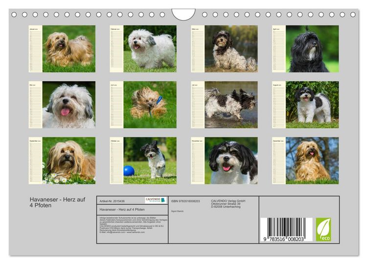 Produktbild: Havaneser - Herz auf 4 Pfoten (Wandkalender 2026 DIN A4 quer), CALVENDO Monatskalender