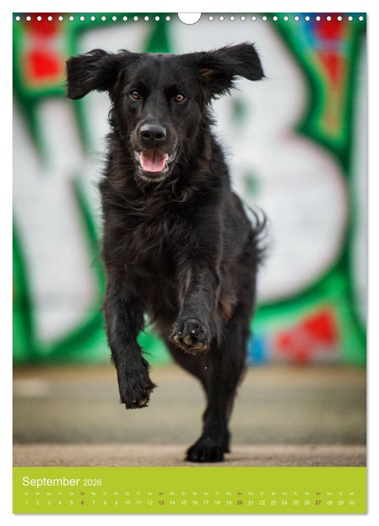 Produktbild: Graffiti Dogs Kunterbunt (Wandkalender 2026 DIN A3 hoch), CALVENDO Monatskalender