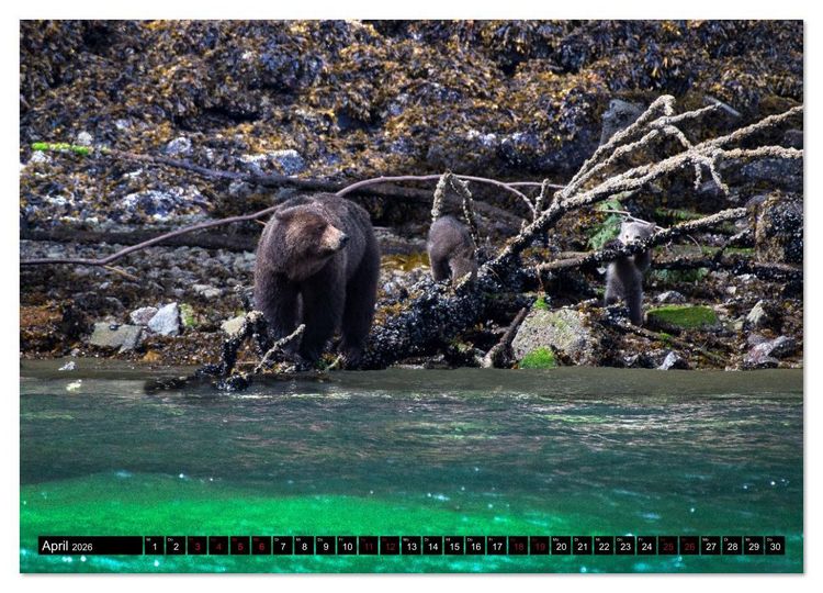 Produktbild: Grizzlys und Geisterb&auml;ren - Glendale Cove, Kanada (hochwertiger Premium Wandkalender 2026 DIN A2 quer), Kunstdruck in Hochglanz
