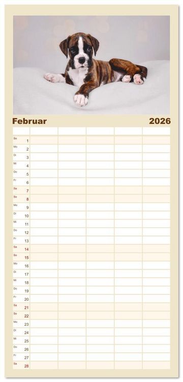 Produktbild: Familienplaner 2026 - Boxer Welpen einfach zuckers&uuml;&szlig; mit 5 Spalten (Wandkalender, 21 x 45 cm) CALVENDO