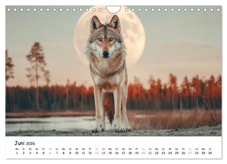 Produktbild: W&ouml;lfe im Mondlicht - Ruf der Wildnis (Wandkalender 2026 DIN A4 quer), CALVENDO Monatskalender