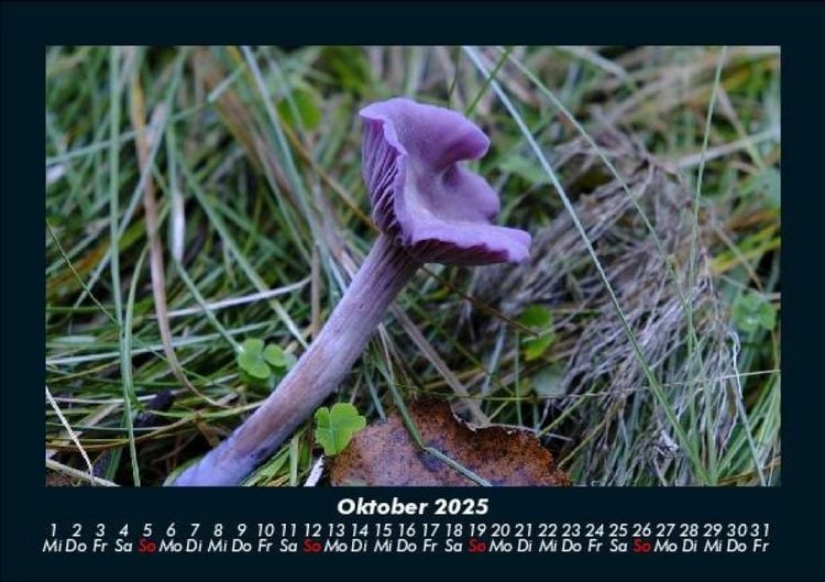 Produktbild: Pilzkalender 2025 Fotokalender DIN A5