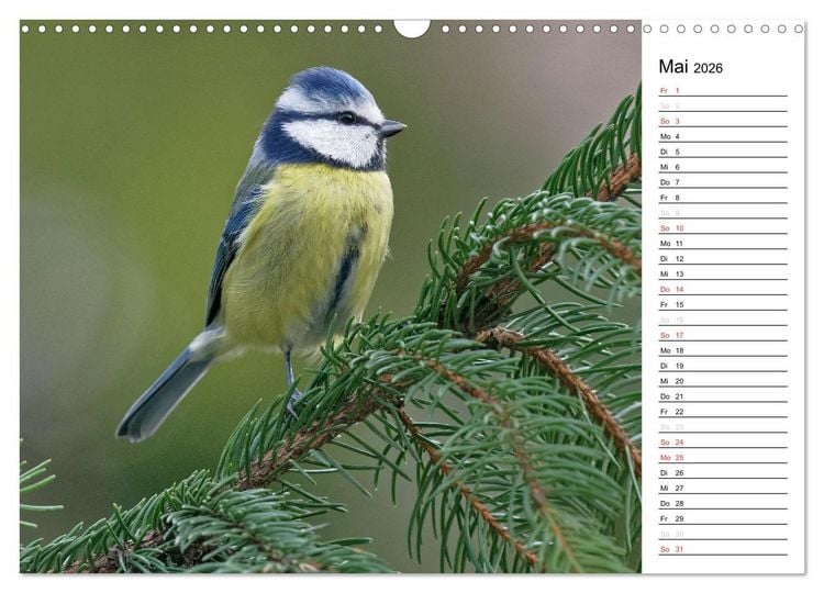 Produktbild: Unsere heimischen Gartenv&ouml;gel (Wandkalender 2026 DIN A3 quer), CALVENDO Monatskalender