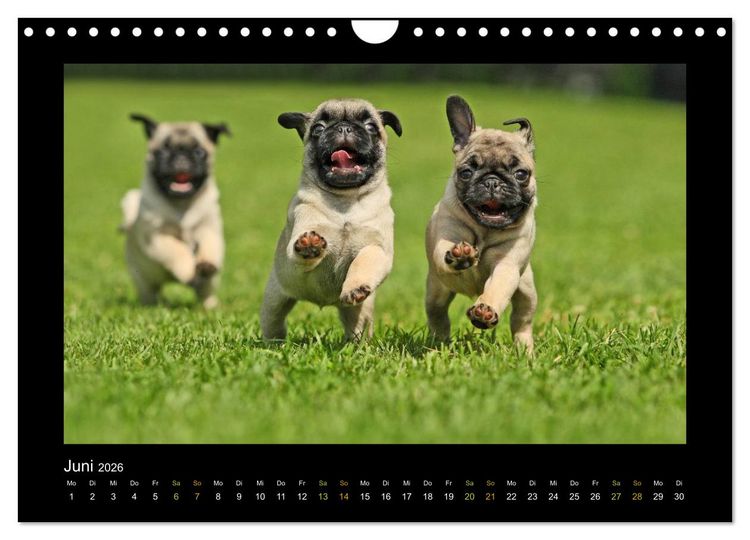 Produktbild: Der Feldfurchen-Mops (Wandkalender 2026 DIN A4 quer), CALVENDO Monatskalender