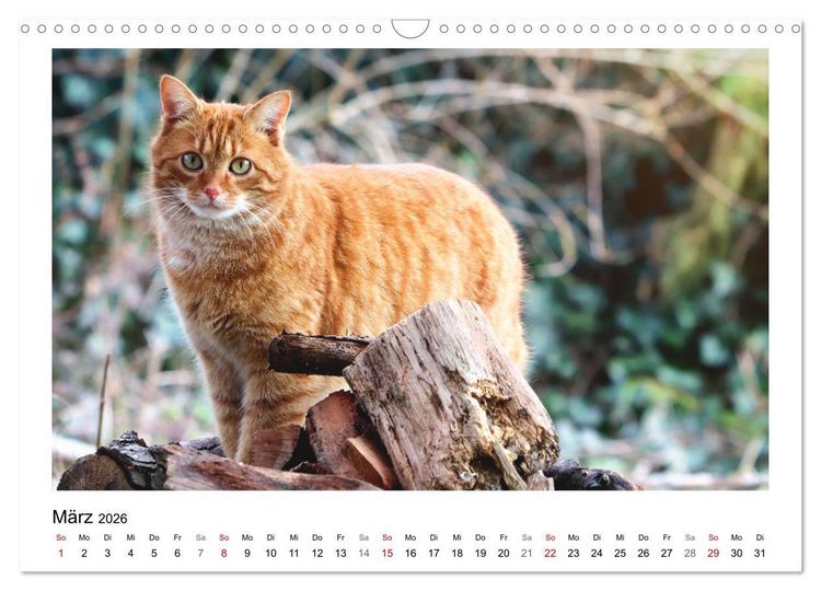 Produktbild: Bauernhoftiere hautnah (Wandkalender 2026 DIN A3 quer), CALVENDO Monatskalender