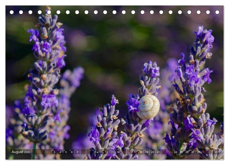 Produktbild: Lavendel. Der Duft der Provence (Tischkalender 2026 DIN A5 quer), CALVENDO Monatskalender
