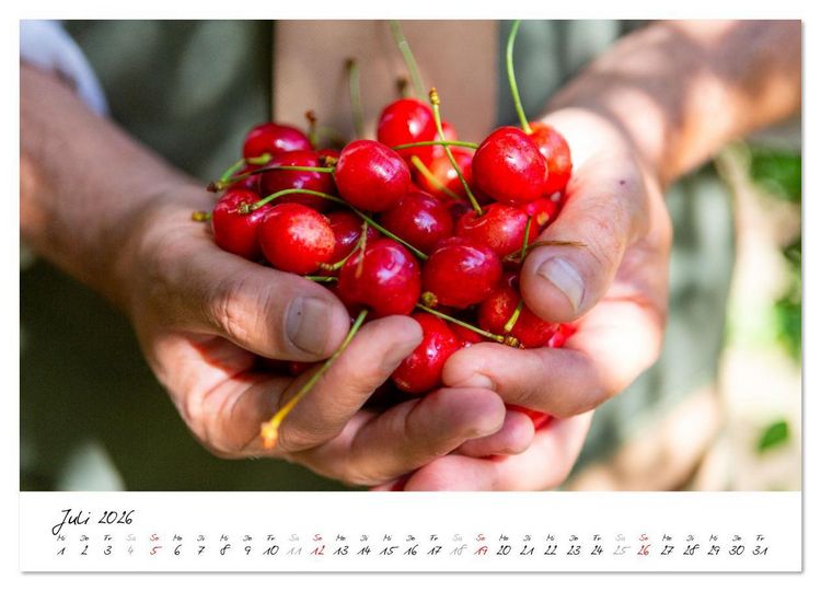 Produktbild: Kirschen aus dem Garten &ndash; Erntekalender (hochwertiger Premium Wandkalender 2026 DIN A2 quer), Kunstdruck in Hochglanz