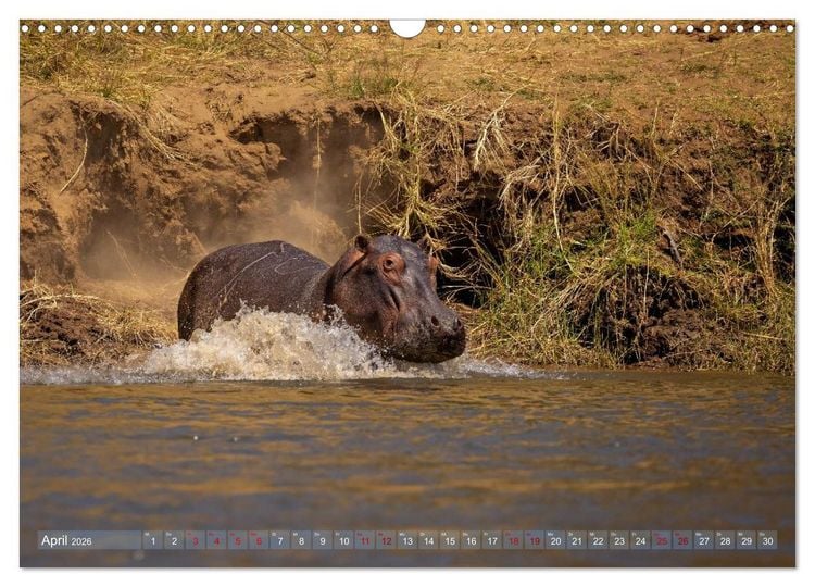 Produktbild: Hippos - Gef&auml;hrliche Giganten (Wandkalender 2026 DIN A3 quer), CALVENDO Monatskalender