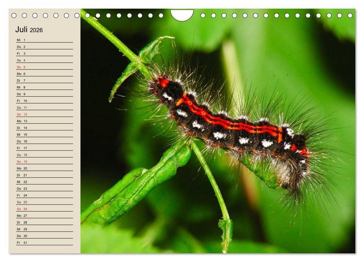 Produktbild: Raupen. Skurrile Verwandlungsk&uuml;nstler (Wandkalender 2026 DIN A4 quer), CALVENDO Monatskalender