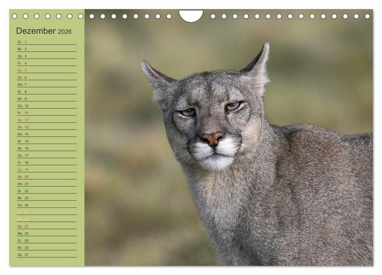 Produktbild: Wildlife S&uuml;damerika (Wandkalender 2026 DIN A4 quer), CALVENDO Monatskalender