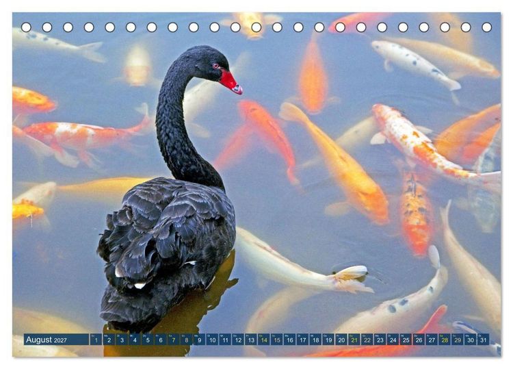 Produktbild: Koi: Juwelen im Teich (Tischkalender 2027 DIN A5 quer), CALVENDO Monatskalender