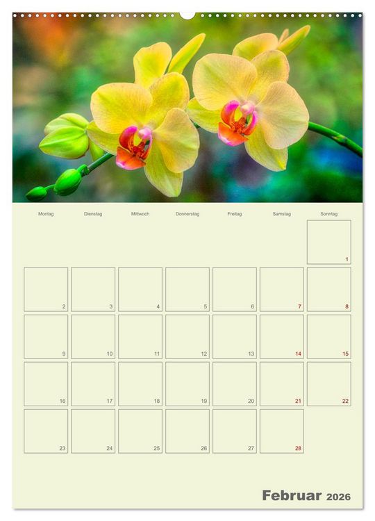 Produktbild: Nachtfalterorchideen in High Dynamic (hochwertiger Premium Wandkalender 2026 DIN A2 hoch), Kunstdruck in Hochglanz