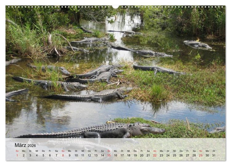 Produktbild: Gro&szlig;e Echsen. Krokodile und Alligatoren (hochwertiger Premium Wandkalender 2026 DIN A2 quer), Kunstdruck in Hochglanz