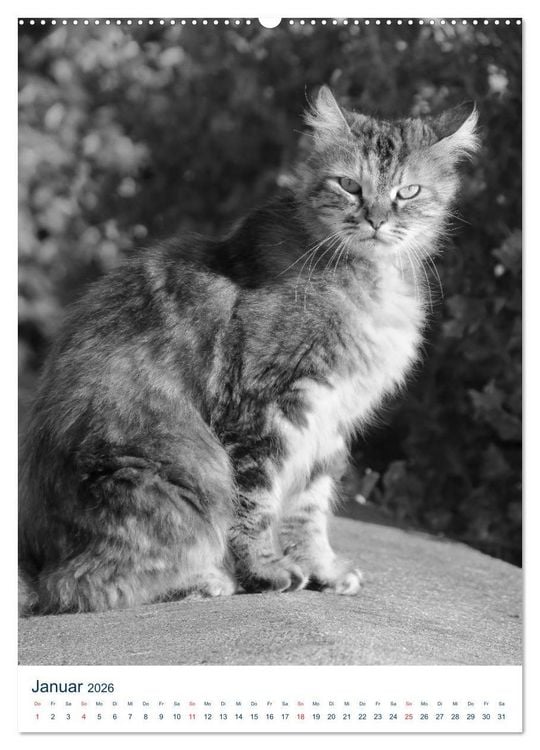 Produktbild: Wilde Katzen - Korsikas Samtpfoten (Wandkalender 2026 DIN A2 hoch), CALVENDO Monatskalender