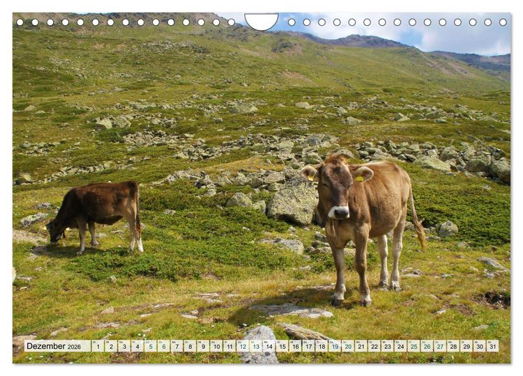 Produktbild: K&uuml;he im Einklang mit der Natur (Wandkalender 2026 DIN A4 quer), CALVENDO Monatskalender