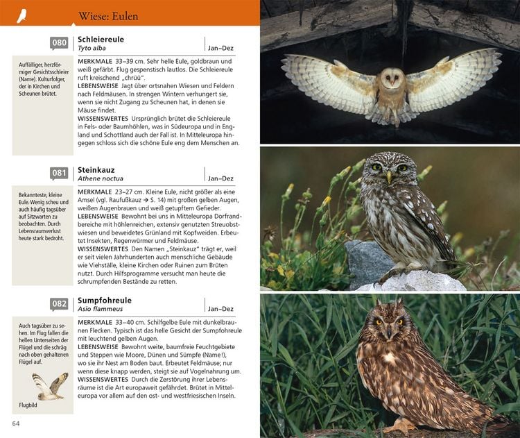 Produktbild: Kosmos Vogelf&uuml;hrer f&uuml;r unterwegs