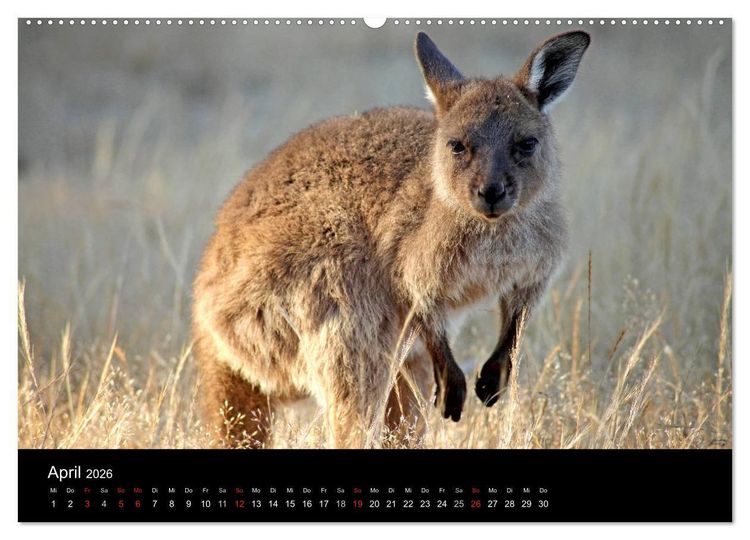 Produktbild: Australien (Wandkalender 2026 DIN A2 quer), CALVENDO Monatskalender