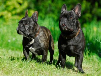 Produktbild: CALVENDO Puzzle Franz&ouml;sische Bulldogge P&auml;rchen | 1000 Teile Lege-Gr&ouml;&szlig;e 64x48cm Foto-Puzzle f&uuml;r gl&uuml;ckliche Stunden