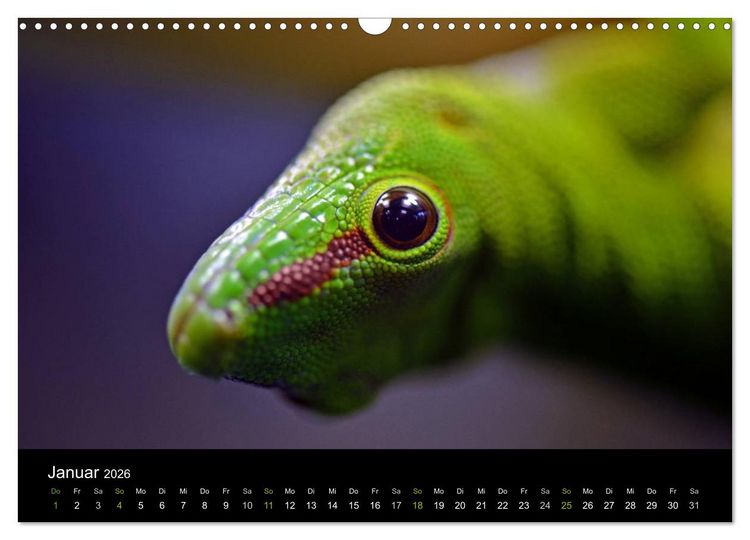 Produktbild: Reptilien (Wandkalender 2026 DIN A3 quer), CALVENDO Monatskalender