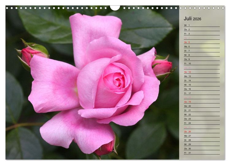 Produktbild: Rosensommer (Wandkalender 2026 DIN A3 quer), CALVENDO Monatskalender