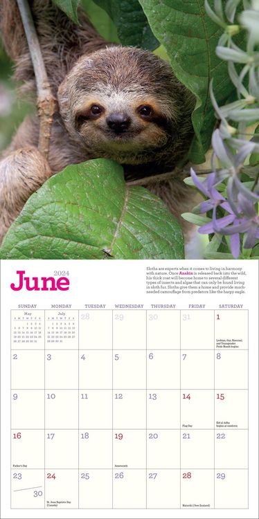 Produktbild: Cooke, L: Original Sloths Mini Wall Calendar 2024