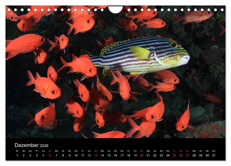 Produktbild: Magische Unterwasserwelten (Wandkalender 2026 DIN A4 quer), CALVENDO Monatskalender