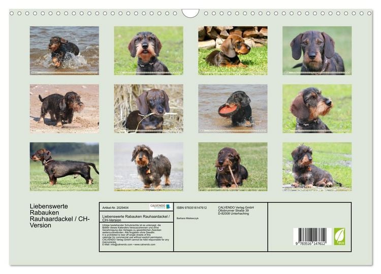 Produktbild: Liebenswerte Rabauken Rauhaardackel / CH-Version (Wandkalender 2026 DIN A3 quer), CALVENDO Monatskalender