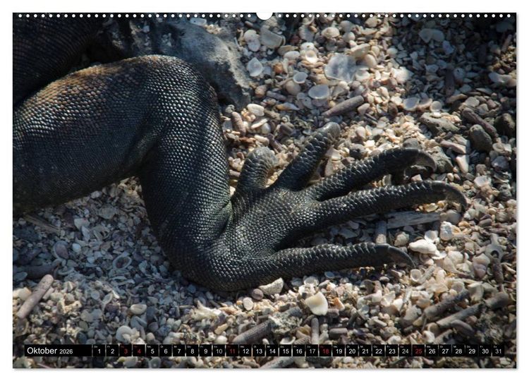 Produktbild: Leguane auf Galapagos (hochwertiger Premium Wandkalender 2026 DIN A2 quer), Kunstdruck in Hochglanz