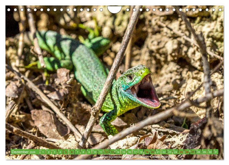 Produktbild: Reptilien wild und sch&ouml;n (Wandkalender 2026 DIN A4 quer), CALVENDO Monatskalender