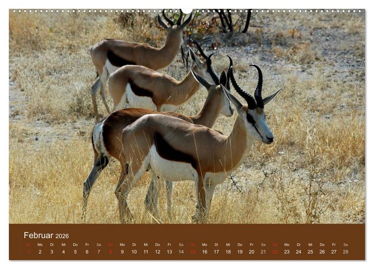 Produktbild: Namibia - faszinierende Menschen und Tiere (hochwertiger Premium Wandkalender 2026 DIN A2 quer), Kunstdruck in Hochglanz