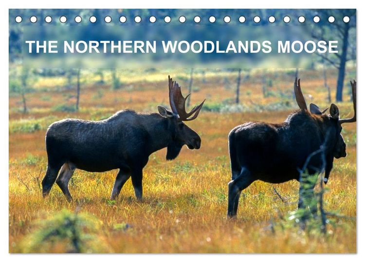Produktbild: THE NORTHERN WOODLANDS MOOSE (Desk Calendar 2026 DIN A5 landscape), CALVENDO 12 Month DeskCalendar