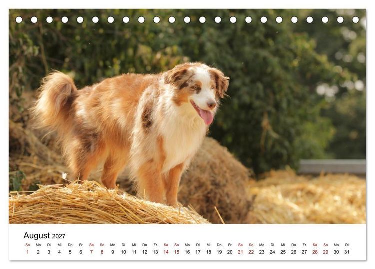 Produktbild: Australian Shepherd - Treue Blicke, wilde Herzen (Tischkalender 2027 DIN A5 quer), CALVENDO Monatskalender