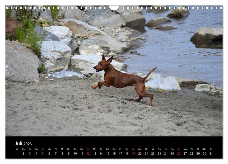 Produktbild: Deutscher Pinscher (Wandkalender 2026 DIN A3 quer), CALVENDO Monatskalender