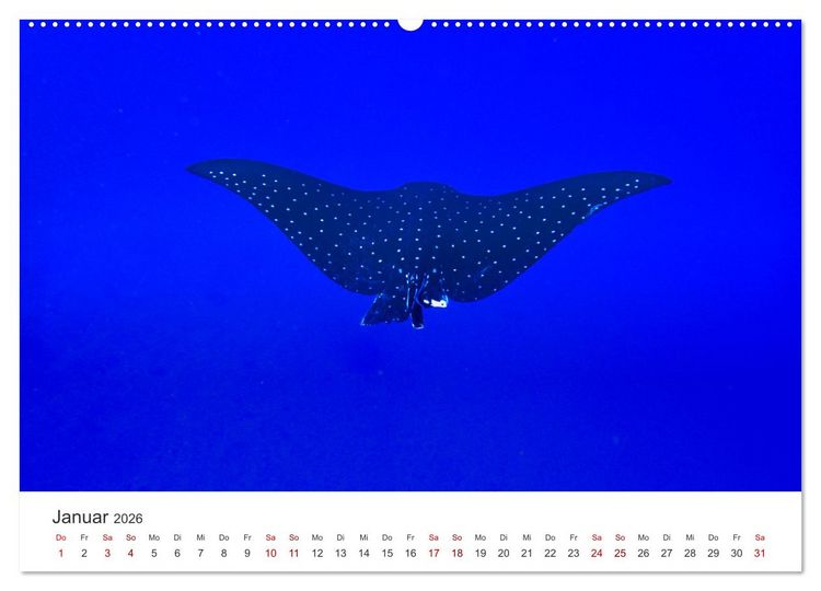 Produktbild: Faszination blaue Welt (hochwertiger Premium Wandkalender 2026 DIN A2 quer), Kunstdruck in Hochglanz