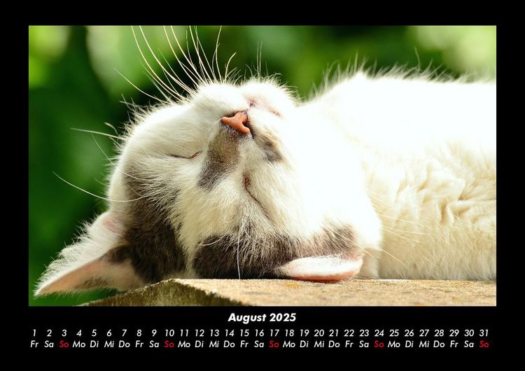 Produktbild: F&uuml;r Katzenfreunde 2025 Fotokalender DIN A3