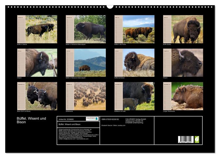 Produktbild: B&uuml;ffel. Wisent und Bison (Wandkalender 2026 DIN A2 quer), CALVENDO Monatskalender