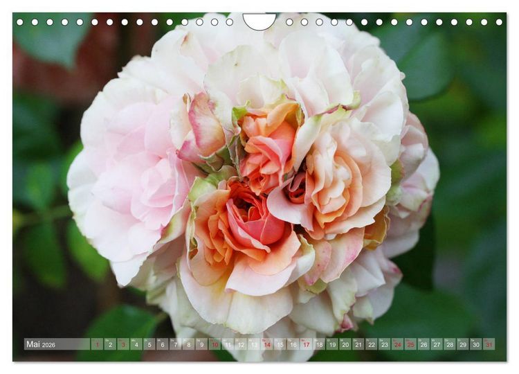 Produktbild: Stolze Rosen (Wandkalender 2026 DIN A4 quer), CALVENDO Monatskalender