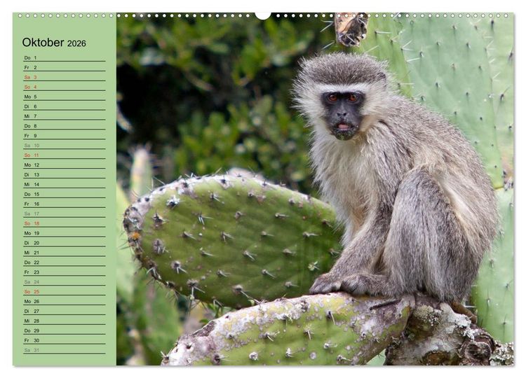 Produktbild: Affen in Afrika (Wandkalender 2026 DIN A2 quer), CALVENDO Monatskalender
